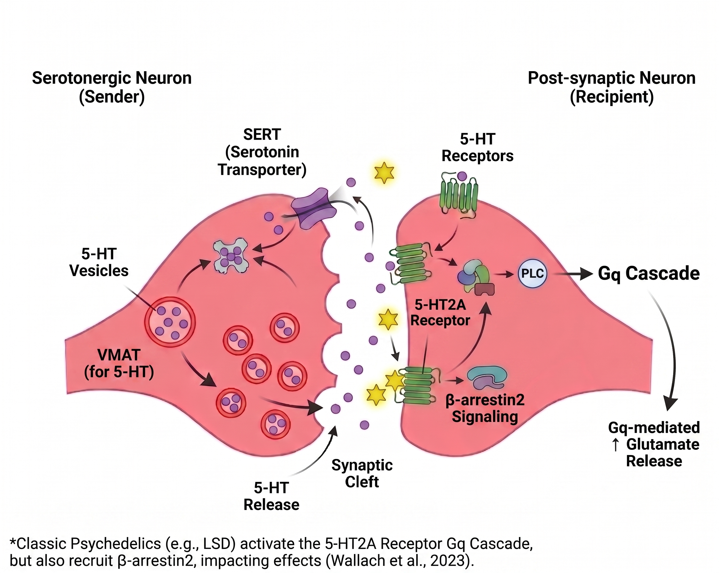 5-HT2A agonism at synapse